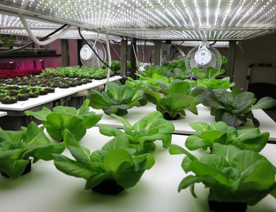 KINH NGHIỆM CHĂM SÓC CÂY TRỒNG VỚI ĐÈN LED